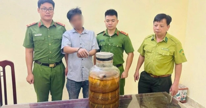 Rượu rắn hổ mang chúa: Một người đàn ông bị bắt tại Ninh Bình