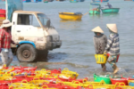 Ngư dân Mũi Né trúng đậm mùa cá cơm, bến cá rộn ràng từ tinh mơ