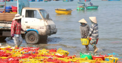 Ngư dân Mũi Né trúng đậm mùa cá cơm, bến cá rộn ràng từ tinh mơ