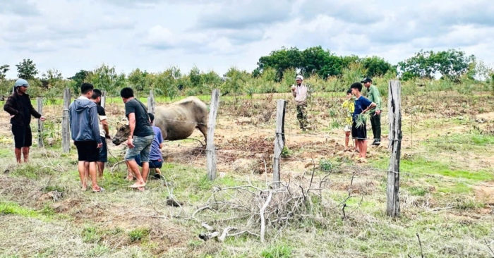 Khống chế con trâu bán hoang dã húc nhiều người bị thương