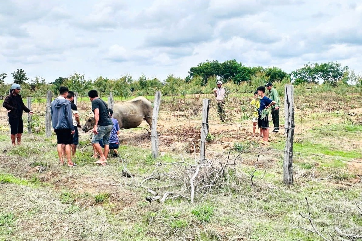 Khống chế con trâu bán hoang dã húc nhiều người bị thương