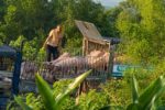 Công an Quảng Trị khởi tố sáu người trong vụ tiêu thụ heo bệnh