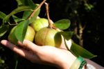 Từ đất đồi bạc màu, cây sở cho ra loại dầu được ví như vàng lỏng