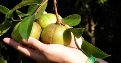 Từ đất đồi bạc màu, cây sở cho ra loại dầu được ví như vàng lỏng