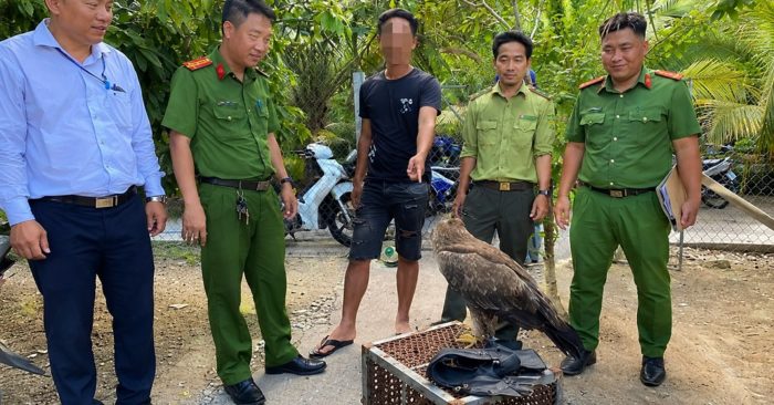 Nuôi đại bàng và diều hâu không giấy tờ, nam thanh niên bị phạt tiền