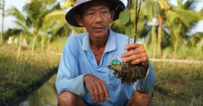 Đồng Tháp thiệt hại 20 tỷ đồng vì rau màu chết bất thường
