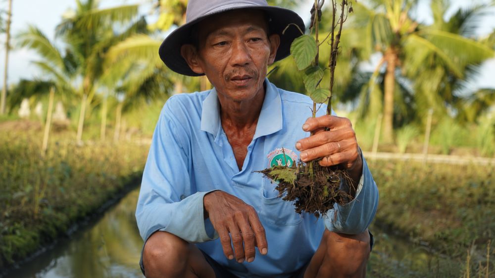 Hơn 300 ha rau màu chết bất thường tại Tiền Giang, nông dân thiệt hại nặng, nguyên nhân đang được làm rõ.