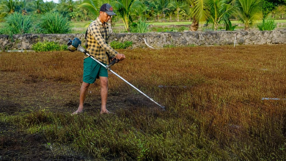 Hơn 300 ha rau màu chết héo bất thường, nông dân thiệt hại nặng, phải cắt bỏ diện tích để giảm lỗ.