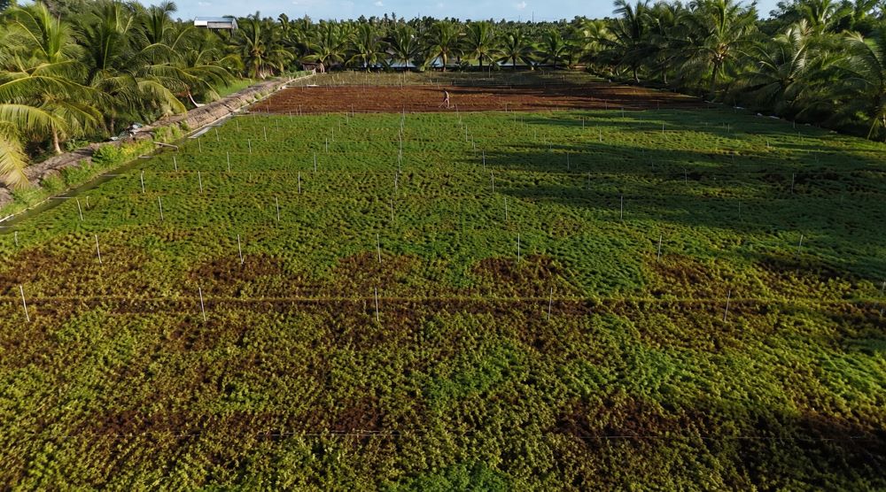 Hơn 300 ha rau màu chết héo bất thường, nhiều ruộng rau răm, tía tô thiệt hại nặng, gây lo ngại cho nông dân và ngành nông nghiệp.