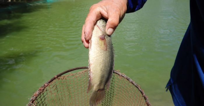 Cá rô phi Việt Nam xuất khẩu thành công sang Nhật Bản làm sushi, mở ra cơ hội nâng giá trị thủy sản vùng Đồng bằng sông Cửu Long.
