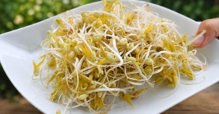 Ăn giá đỗ vào bữa sáng giúp bổ sung dinh dưỡng, hỗ trợ tiêu hóa và tăng cường sức khỏe. Khám phá 5 lợi ích nổi bật ngay