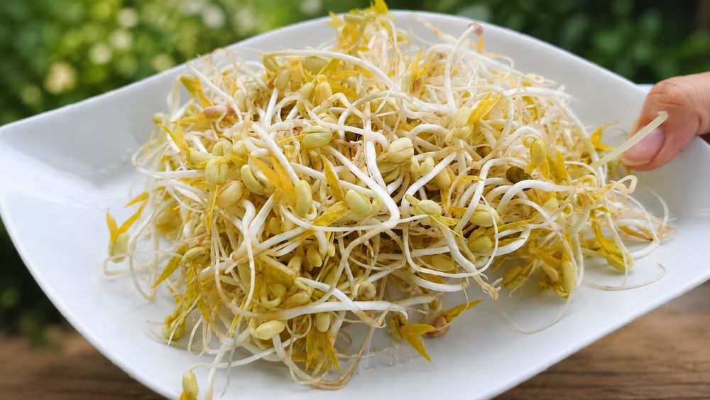 Ăn giá đỗ vào bữa sáng giúp bổ sung dinh dưỡng, hỗ trợ tiêu hóa và tăng cường sức khỏe. Khám phá 5 lợi ích nổi bật ngay