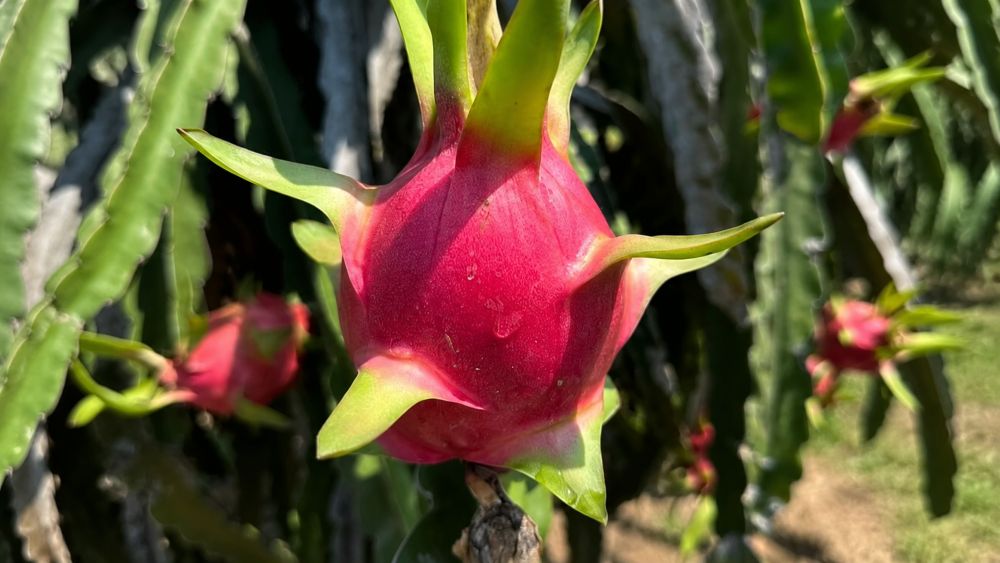 Ăn thanh long thường xuyên giúp bổ sung nước, chất chống oxy hóa và hỗ trợ trao đổi chất. Khám phá những lợi ích sức khỏe bất ngờ của loại quả này