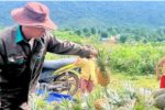 Cây dứa tạo việc làm ổn định cho đồng bào biên giới Nghệ An