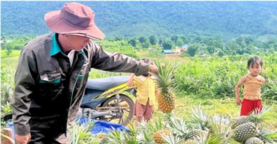 Cây dứa tạo việc làm ổn định cho đồng bào biên giới Nghệ An