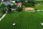 Đồng Hỷ giữ vùng chè Trại Cài an toàn, mở rộng liên kết tiêu thụ