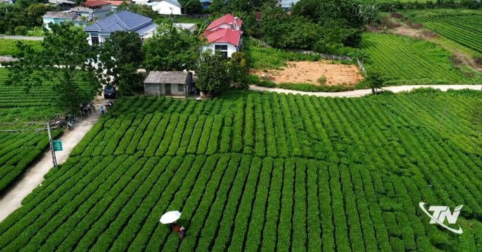 Đồng Hỷ giữ vùng chè Trại Cài an toàn, mở rộng liên kết tiêu thụ
