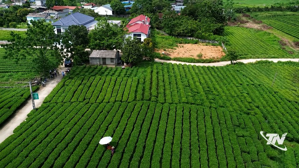 Giữ vững danh trà Trại Cài bằng cách nâng cao chất lượng vùng chè, bảo tồn thương hiệu và phát triển giá trị bền vững của chè Thái Nguyên.