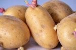 Một phụ nữ tử vong nghi do ăn khoai tây mọc mầm ở Nghệ An