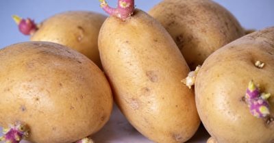 Một phụ nữ tử vong nghi do ăn khoai tây mọc mầm ở Nghệ An