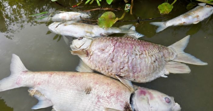 Cá chết hàng loạt trên sông Lam khiến nhiều hộ nuôi mất trắng