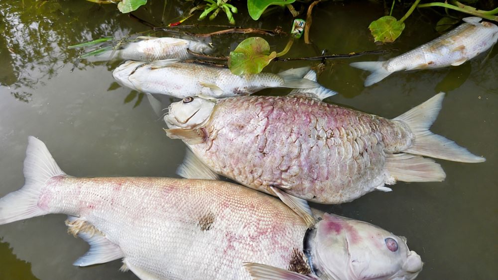 Cá chết hàng loạt trên sông Lam khiến người nuôi thiệt hại nặng, nhiều hộ trắng tay, chờ cơ quan chức năng làm rõ nguyên nhân.