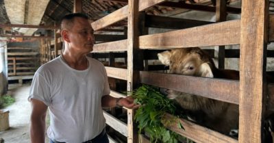 Nuôi hươu 33 năm ở Quỳnh Sơn: 22 lượng vàng ban đầu, 300 triệu lãi mỗi năm