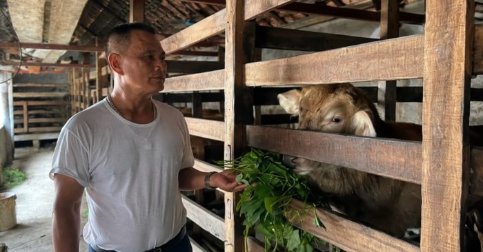 Lão nông Nghệ An thu quả ngọt sau hơn 30 năm nuôi hươu, từ khoản đầu tư 22 lượng vàng đến mô hình mang lại thu nhập ổn định.