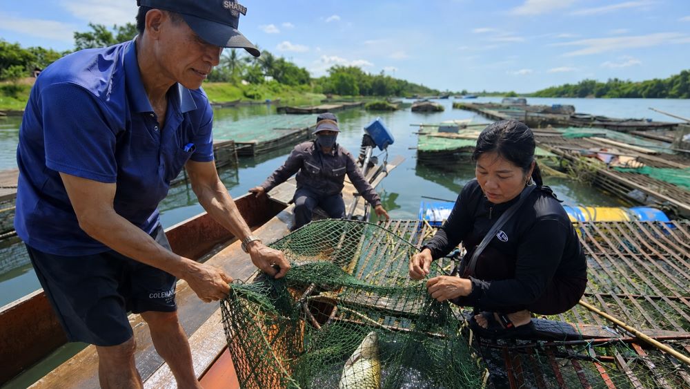 Cá lồng sông Son mang lại nguồn thu ổn định cho người dân Phong Nha, góp phần tạo nên đặc sản vùng di sản và phát triển kinh tế địa phương.