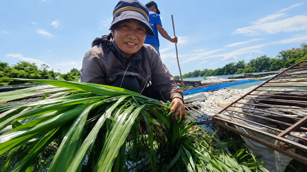 Cá lồng sông Son được nuôi bằng nguồn thức ăn tự nhiên, góp phần tạo nên đặc sản Phong Nha và mang về gần 50 tỷ đồng mỗi năm.