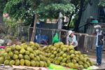 Sầu riêng tăng nhanh diện tích, giá đối mặt nguy cơ giảm liên tục