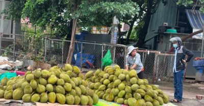 Sầu riêng tăng nhanh diện tích, giá đối mặt nguy cơ giảm liên tục