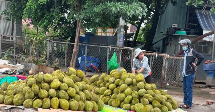 Sầu riêng tăng nhanh diện tích, giá đối mặt nguy cơ giảm liên tục