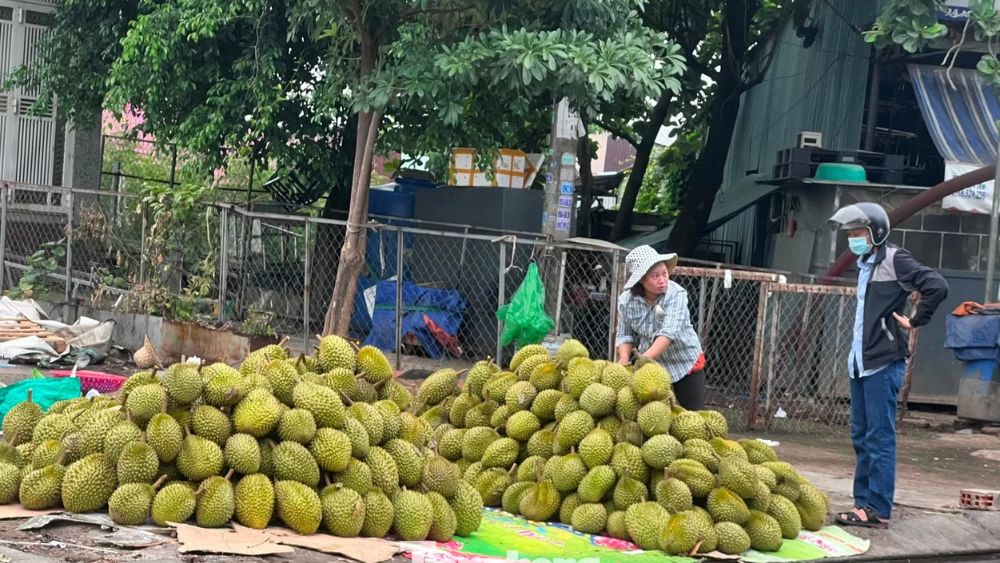 Sầu riêng tăng nhanh diện tích, giá đối mặt nguy cơ giảm liên tục