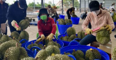 Giá sầu riêng lao dốc, kim ngạch xuất khẩu vẫn tăng trưởng mạnh