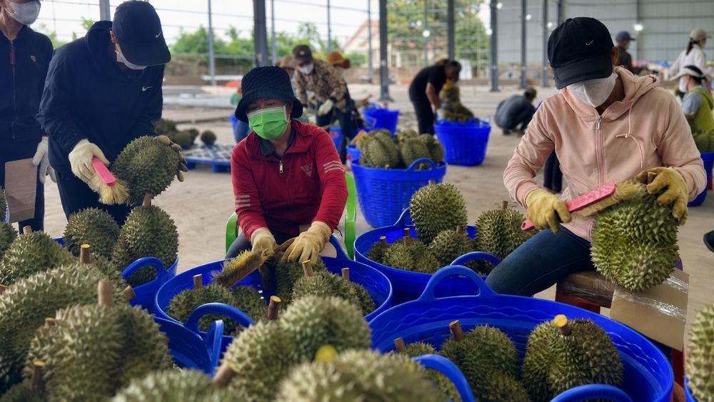 Giá sầu riêng giảm 30-50% khiến ngành xuất khẩu tỷ USD đối mặt áp lực mới. Tìm hiểu nguyên nhân và tác động đến thị trường.