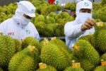 Bộ nông nghiệp đưa hệ thống truy xuất nguồn gốc nông sản vào vận hành từ ngày 01/7
