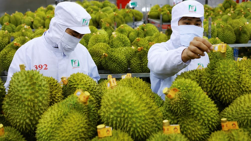 Hệ thống truy xuất nguồn gốc giúp nâng cao vị thế nông sản Việt, tăng minh bạch và mở rộng cơ hội xuất khẩu bền vững.