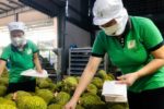 Ấn Độ mở cửa sầu riêng Việt Nam, không kèm điều kiện đặc biệt