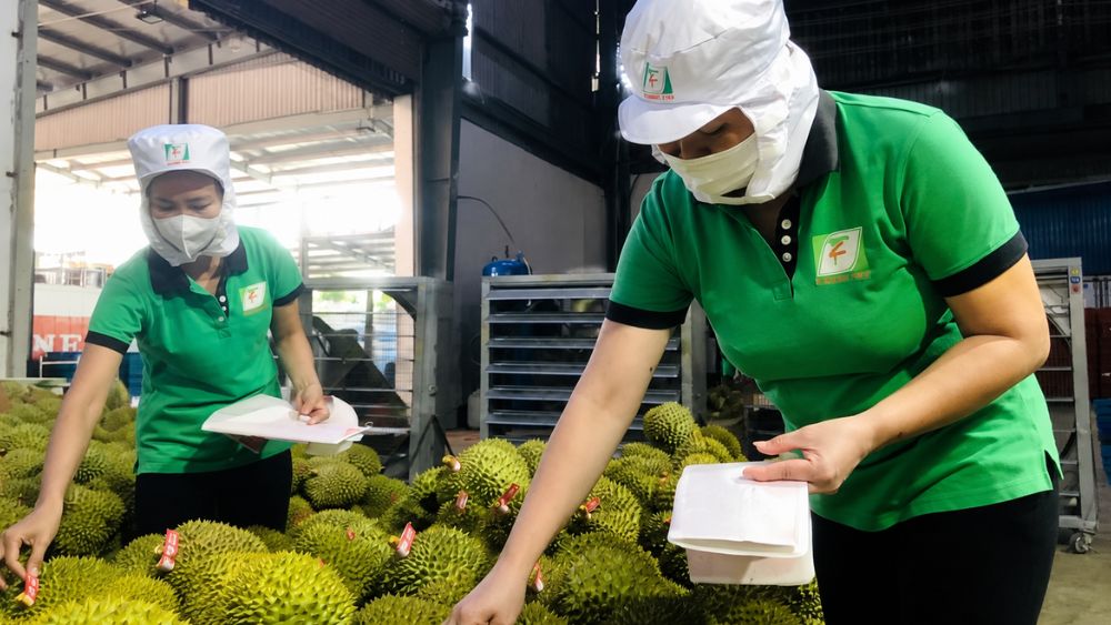 Ấn Độ chính thức mở cửa cho sầu riêng Việt Nam, mở thêm cơ hội xuất khẩu và đa dạng hóa thị trường cho ngành hàng tỷ USD.