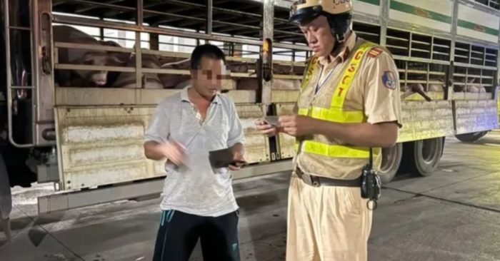 CSGT TP.HCM chặn 201 con heo nhiễm chất cấm trước khi vào lò mổ