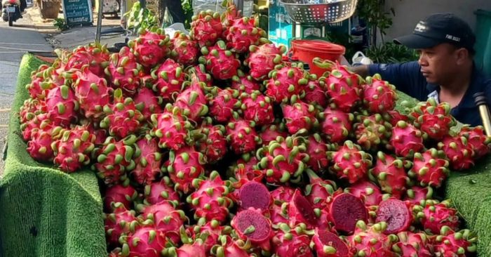 Giá thanh long Bình Thuận tăng gấp đôi sau nhiều tháng lao dốc