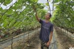 Rời Hàn Quốc về quê trồng nho, thu 4 tỷ đồng mỗi năm