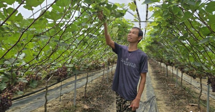 Rời Hàn Quốc về quê trồng nho, thu 4 tỷ đồng mỗi năm