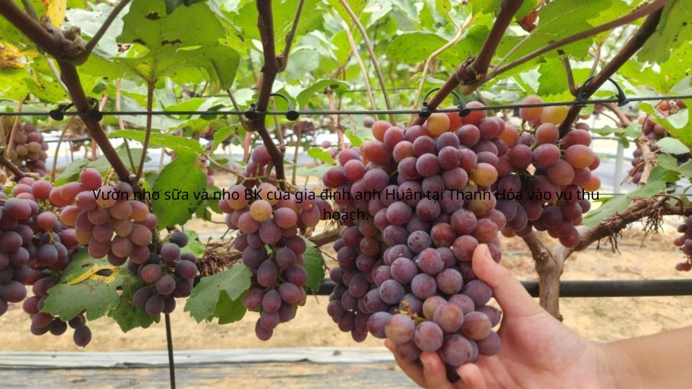 Vườn nho sữa tại Thanh Hóa cho sản lượng khoảng 15 tấn mỗi năm, dự kiến mang về doanh thu gần 4 tỷ đồng.