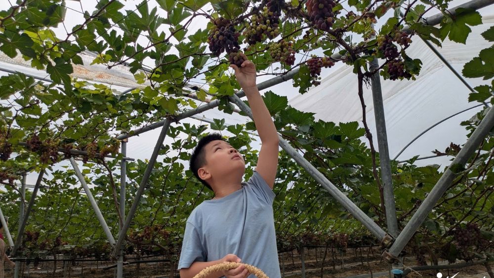 Vườn nho sữa của người đàn ông Hàn Quốc về quê làm nông nghiệp, vừa bán nho vừa phát triển mô hình tham quan, trải nghiệm.