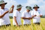 Lúa chất lượng cao Cần Thơ mở rộng quy mô, nông dân tăng lợi nhuận