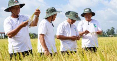Lúa chất lượng cao Cần Thơ mở rộng quy mô, nông dân tăng lợi nhuận