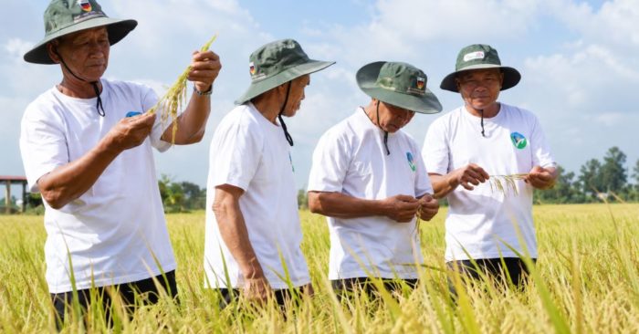 Lúa chất lượng cao Cần Thơ mở rộng quy mô, nông dân tăng lợi nhuận