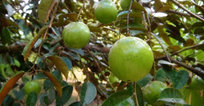 4 lý do cây vú sữa được nhiều người chọn trồng ngay trước nhà